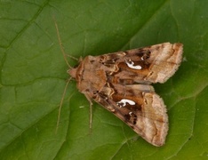 Gyllenbrunt metallfly (Autographa macrogamma)