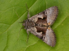 Fjellmetallfly (Syngrapha diasema)