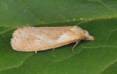 Burotpraktvikler (Phtheochroa inopiana)