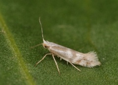 Argyresthia abdominalis