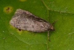 Agonopterix arctica