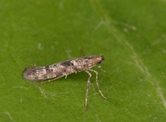 Caloptilia suberinella