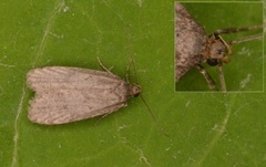 Agonopterix arctica