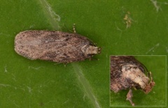 Depressaria pulcherrimella