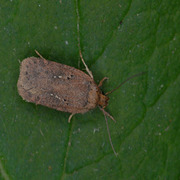 Agonopterix capreolella