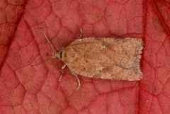 Bjørkeflatvikler (Acleris notana)