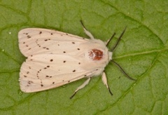 Punkttigerspinner (Spilosoma lubricipeda)