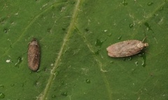 Agonopterix capreolella