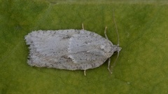 Hvit flatvikler (Acleris logiana)