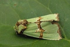 Grønnbåndet rotfly (Staurophora celsia)