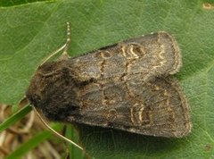 Gulringet åkerfly (Tholera cespitis)