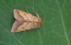 Gullfagerfly (Pyrrhia umbra)