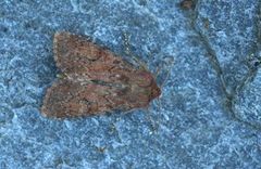 Rødt fjellengfly (Apamea kuusamoensis)