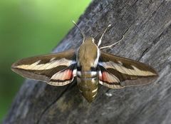 Mauresvermer (Hyles gallii)