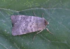 Mørkt klippefly (Standfussiana lucernea)