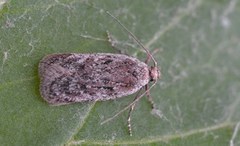 Depressaria silesiaca