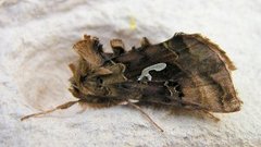 Gyllenbrunt metallfly (Autographa macrogamma)