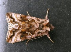 Gråbrunt metallfly (Autographa buraetica)