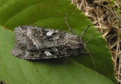 Mørkt skogfly (Eurois occulta)