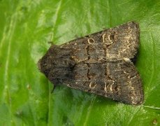 Gulringet åkerfly (Tholera cespitis)