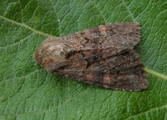 Rødt fjellengfly (Apamea kuusamoensis)