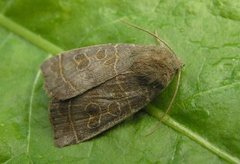 Osperingfly (Ipimorpha subtusa)