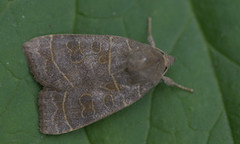 Osperingfly (Ipimorpha subtusa)