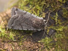 Fiolett vårfly (Cerastis rubricosa)