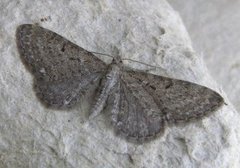 Gullrisdvergmåler (Eupithecia virgaureata)