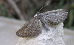 Gullrisdvergmåler (Eupithecia virgaureata)