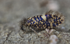 Eriocrania sparrmannella