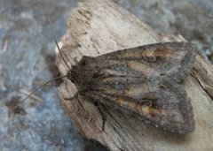 Vinkelhakefly (Polia bombycina)