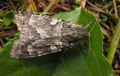 Mørkt skogfly (Eurois occulta)