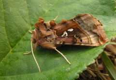 Gyllenbrunt metallfly (Autographa macrogamma)