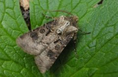 Brunpudret jordfly (Agrotis clavis)