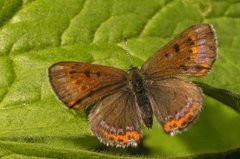 Fiolett gullvinge (Lycaena helle)