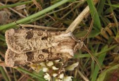 Brunpudret jordfly (Agrotis clavis)