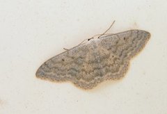 Bergurtemåler (Scopula incanata)