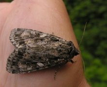 Mørkt skogfly (Eurois occulta)