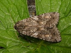 Mørkt skogfly (Eurois occulta)