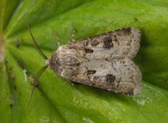 Brunpudret jordfly (Agrotis clavis)