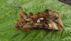 Gyllenbrunt metallfly (Autographa macrogamma)