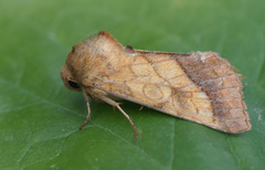 Gullfagerfly (Pyrrhia umbra)