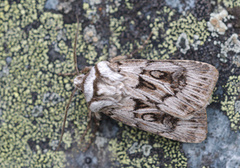 Fjelljordfly (Agrotis fatidica)