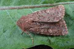 Rødt fjellengfly (Apamea kuusamoensis)