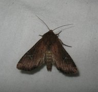 Teglrødt engfly (Apamea lateritia)