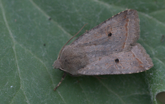 Brungrått høstfly (Agrochola lota)