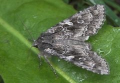 Mørkt skogfly (Eurois occulta)