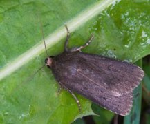 Grått pyramidefly (Amphipyra tragopoginis)