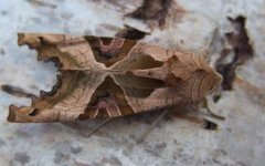 Taggvingefly (Phlogophora meticulosa)